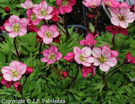 Saxifraga Arendsii-Ryhm 'Harder Zwerg', patjarikko